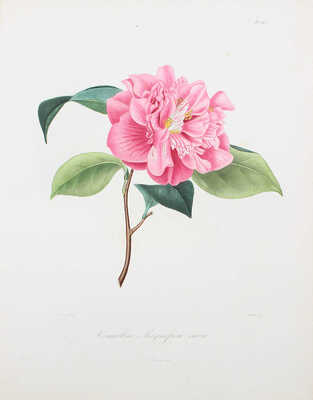 [Берлез Л. Иконография рода камелий или описание и изображения самых красивых и редких камелий... В 3 т.]. 